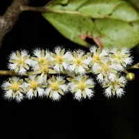 Elaeocarpus mahamayensis N.Silva, Yakand. & K.Yakand.